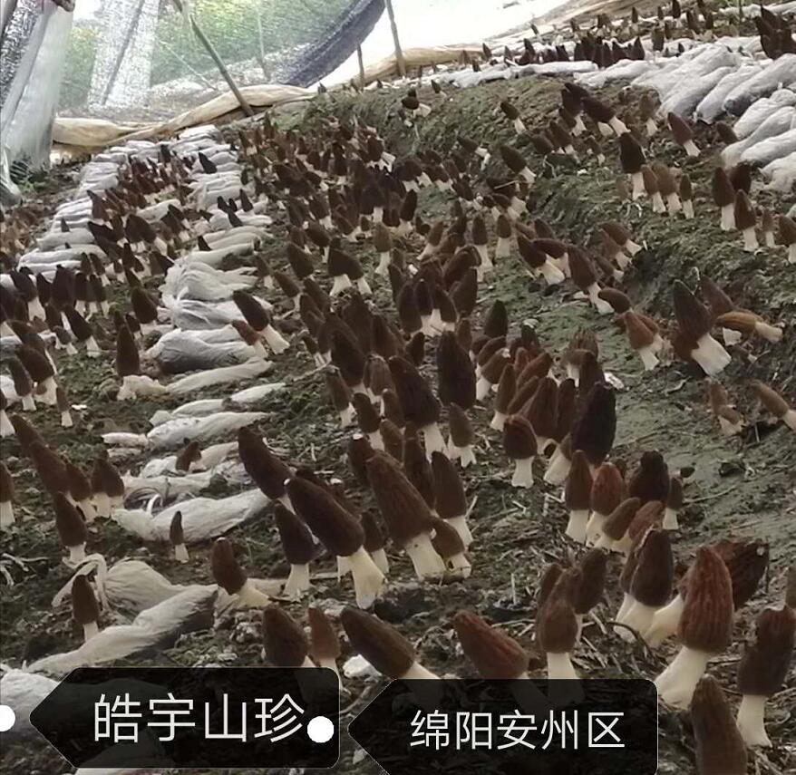 &#74;&#68;&#66;&#40;&#20013;&#22269;&#30005;&#23376;&#41;&#23448;&#26041;&#32593;&#31449;&#95;&#74;&#68;&#66;