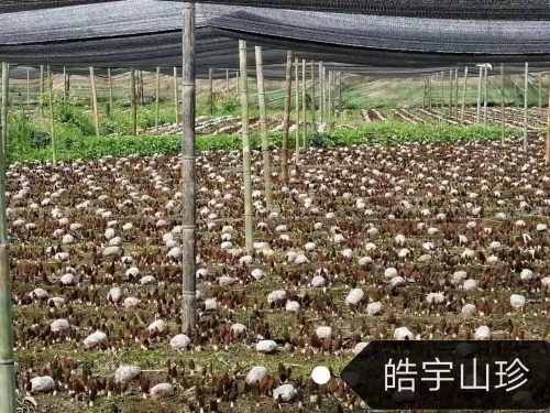 &#74;&#68;&#66;&#40;&#20013;&#22269;&#30005;&#23376;&#41;&#23448;&#26041;&#32593;&#31449;&#95;&#74;&#68;&#66;