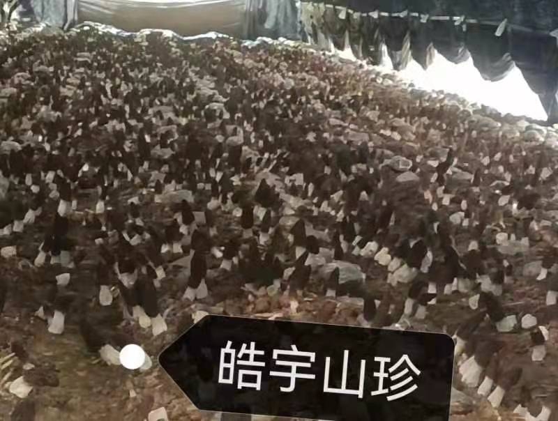 &#74;&#68;&#66;&#40;&#20013;&#22269;&#30005;&#23376;&#41;&#23448;&#26041;&#32593;&#31449;&#95;&#74;&#68;&#66;